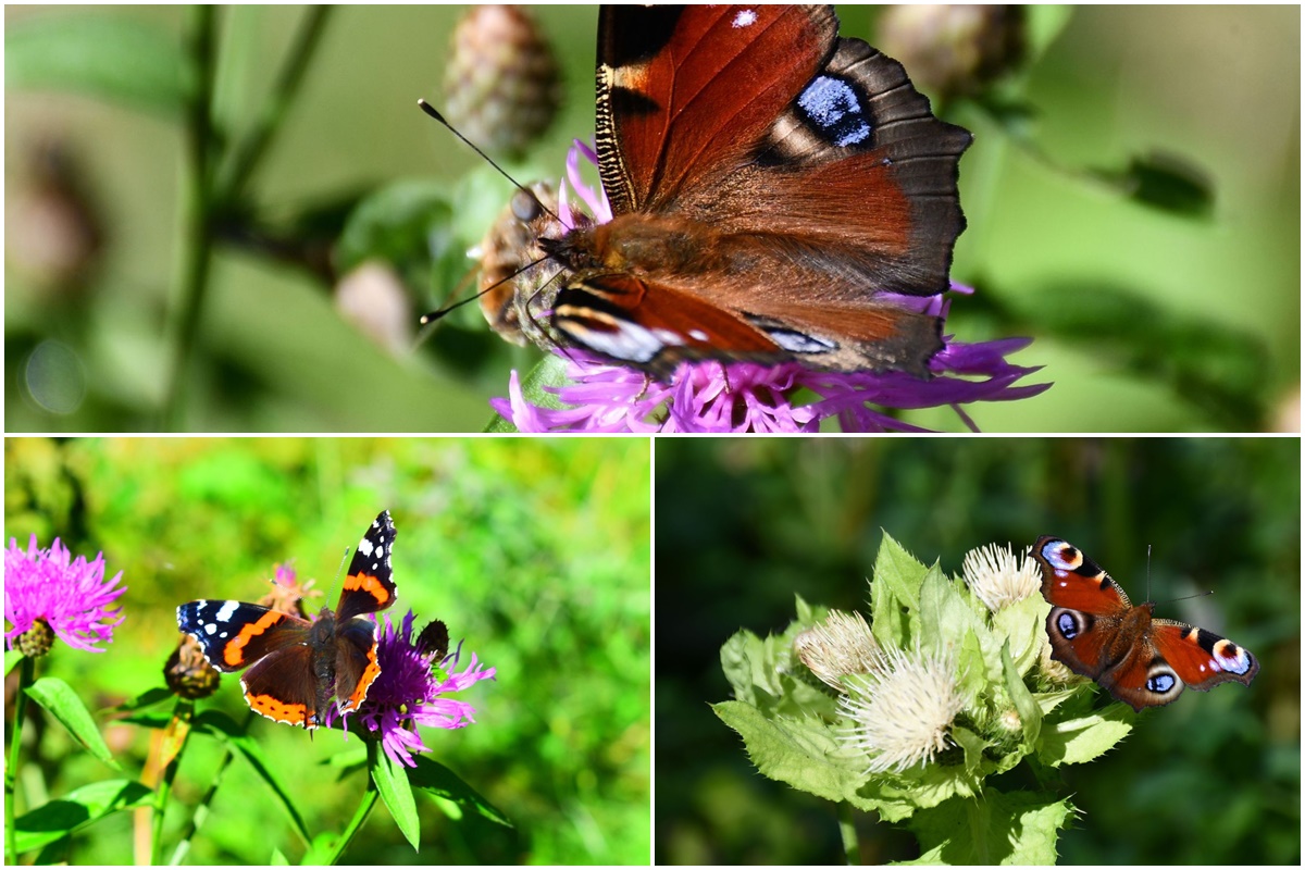 Wundervolle Schmetterlinge |  Canionul Sapte Scari | Landkreis Brasov